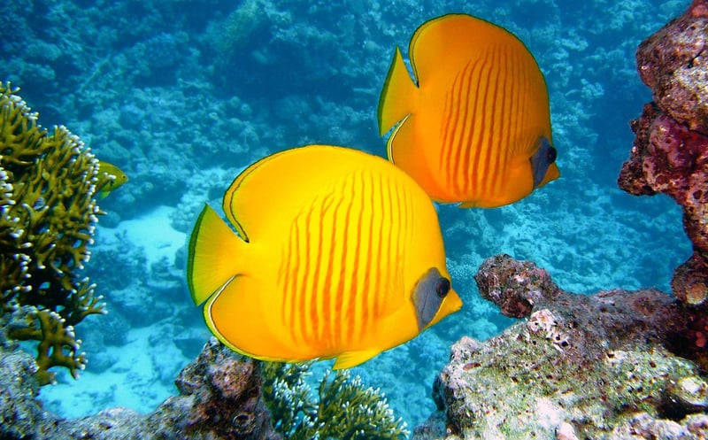 Under the Sea